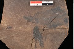 Foto (Detailsansicht) von Quercus palaeoilex Ettingshausen (NHMW-GEO-2024-0188-0879)
